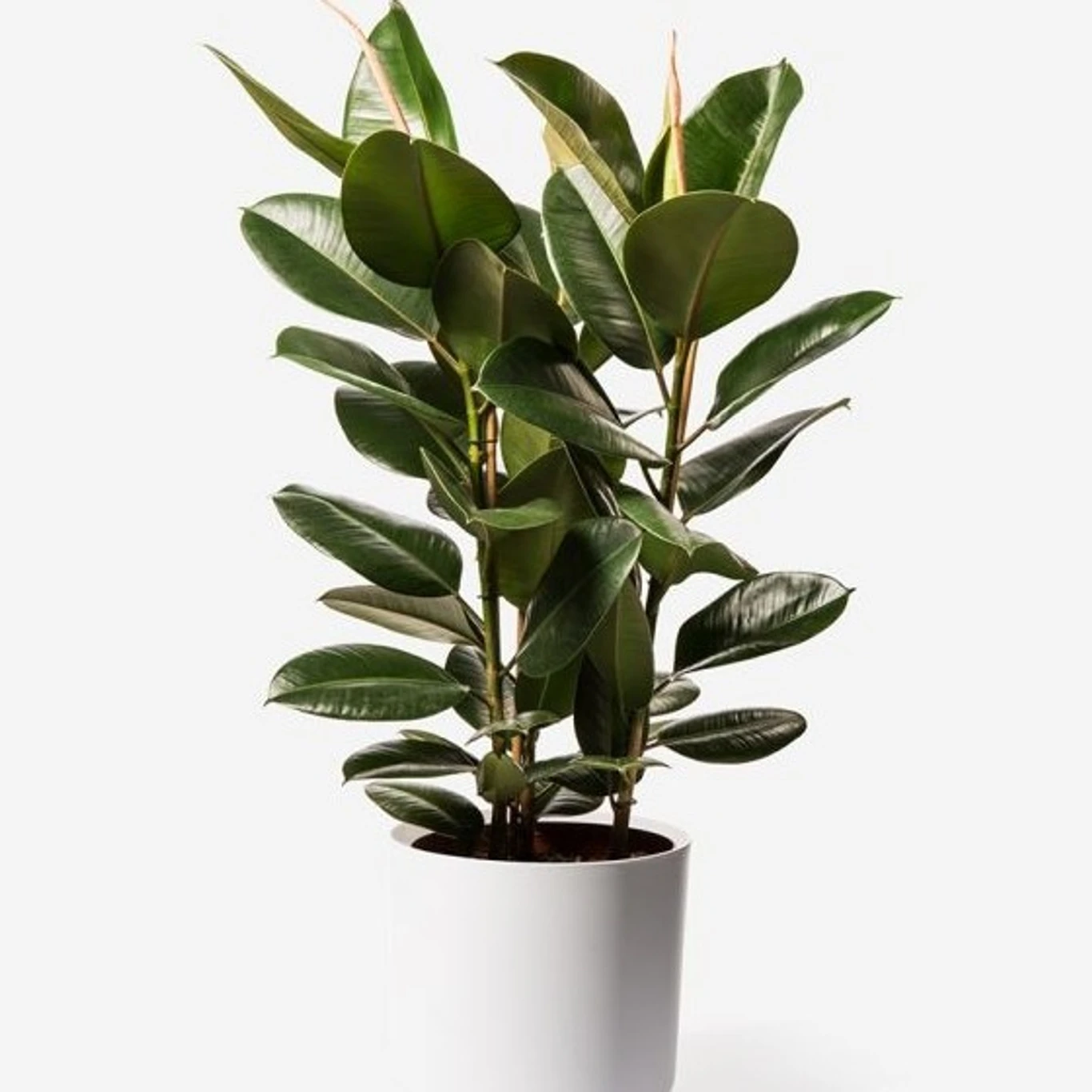 Rubber Plant